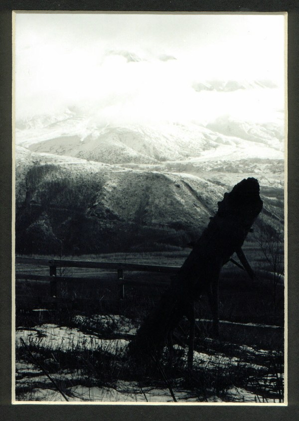 Mount St. Helens Inverted Tree
