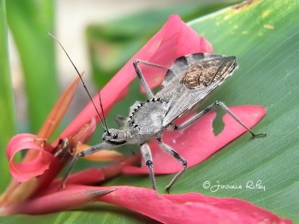 Ugly Bug