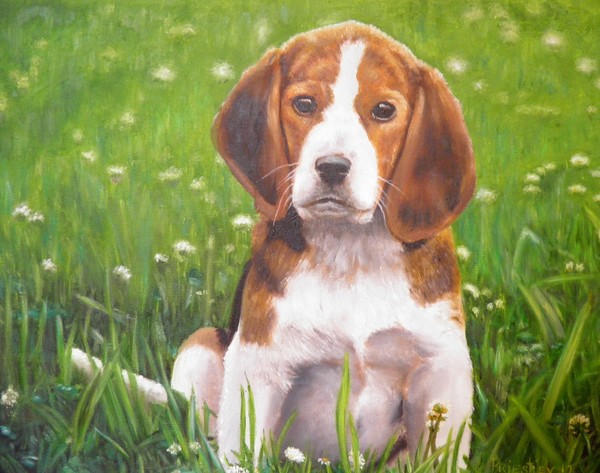 Beagle Pup