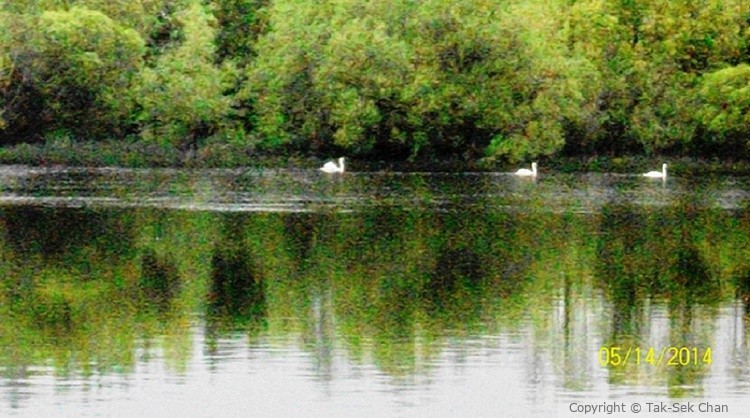 Swans, Limerick, Ireland 04-14-2014