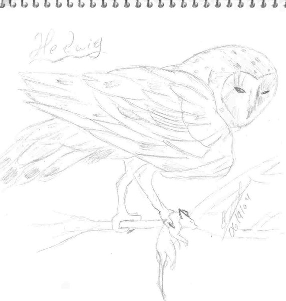 Owl
