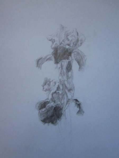 Iris flower 2