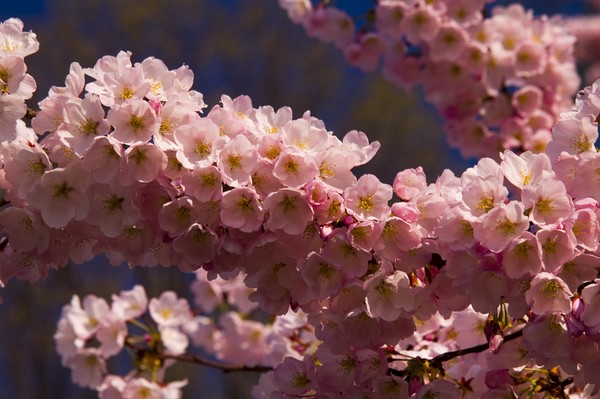 Cherry Blossoms