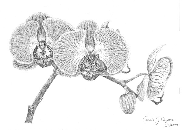 Orchid