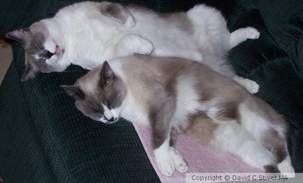 Sleeping Felines 01