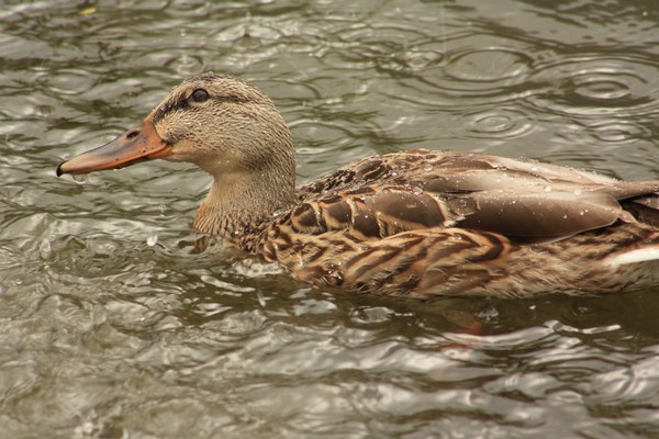 Female Mallard Duck