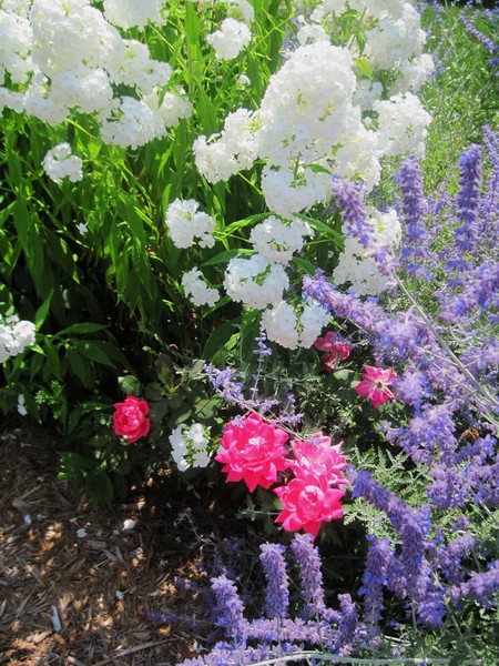 Flower Hedge 2