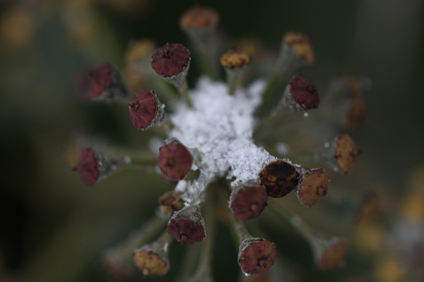 Snow Ivy