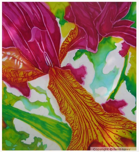 Tiger Iris