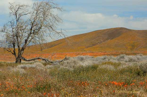 Lone Tree Among the Poppies