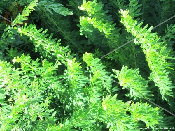 Nice and Green