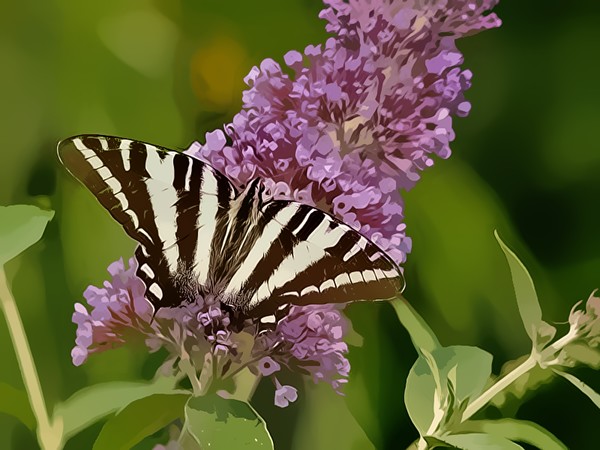 1828 butterfly