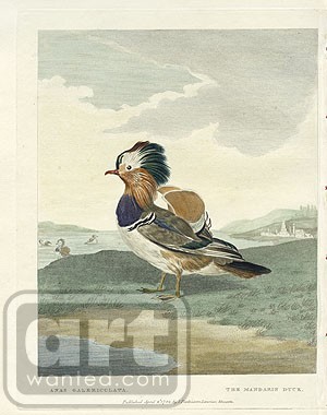 Mandarin Duck
