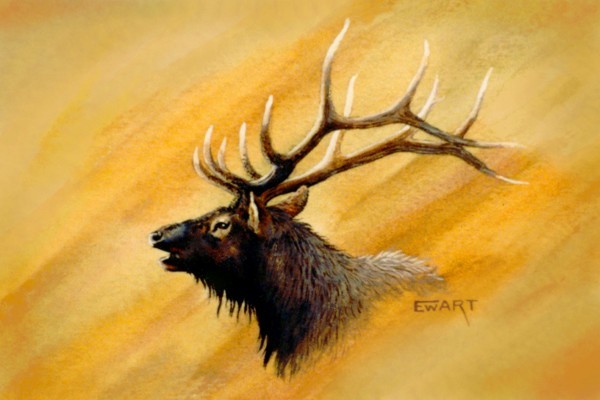The Elk Head