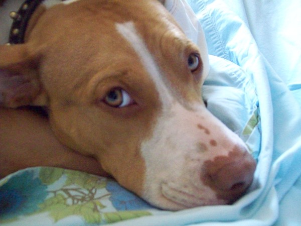 Mona APBT
