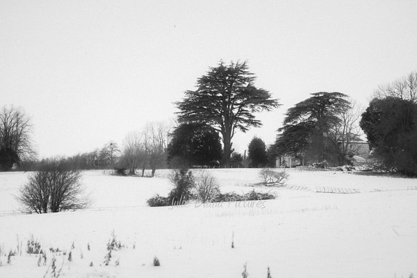 Frozen Fields