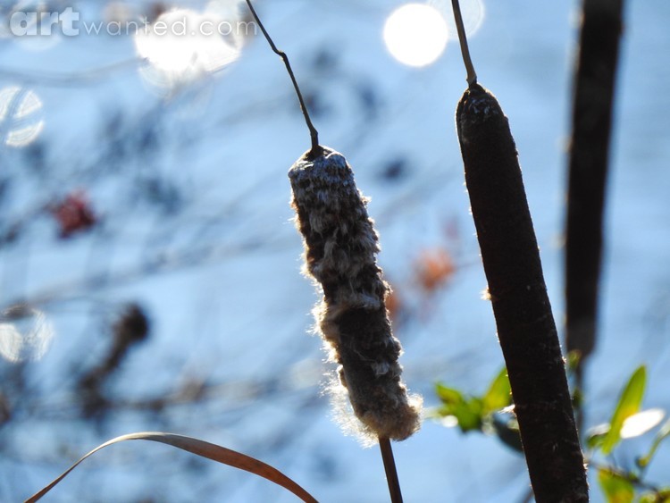 Cattails in the Sun