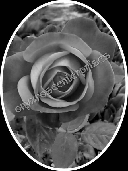 Black and white rose