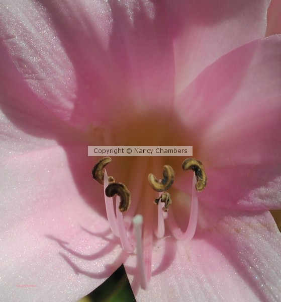 Pink Beauty