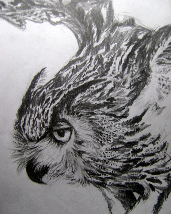 owl study
