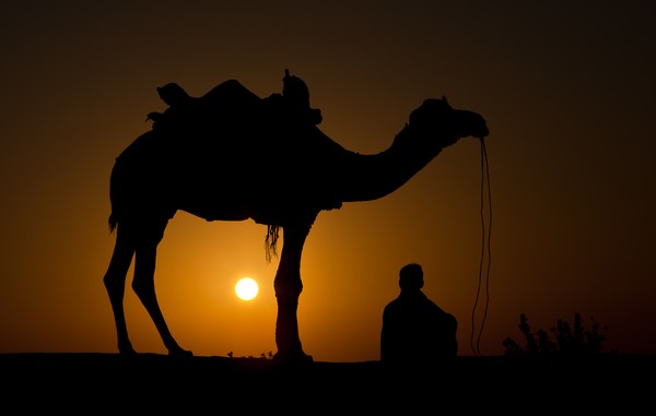Camel and driver, Thar desert, Rajasthan