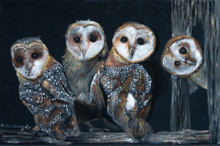 Barn owls quartet