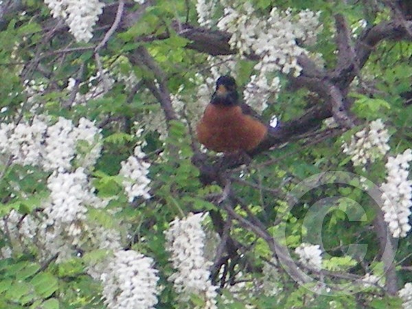 Mama Robin, watching me, watch her :) :)