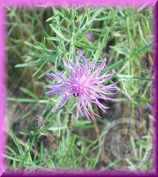 A little bee, being busy!!!...