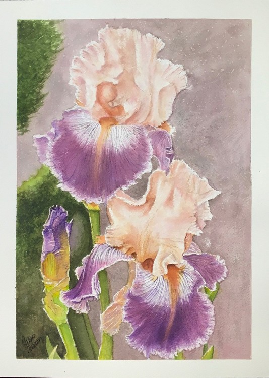 iris