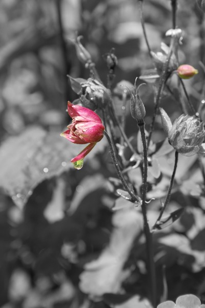 Magenta Columbine
