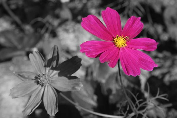 Pink Zinnia