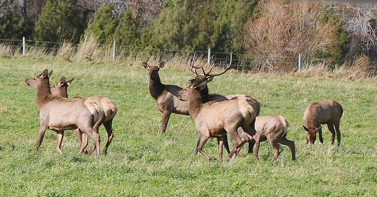 Elk in rut