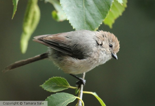Tiny bushtit