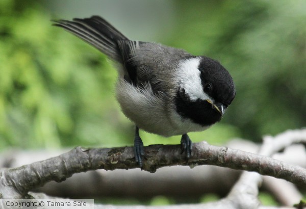 One Chickadee