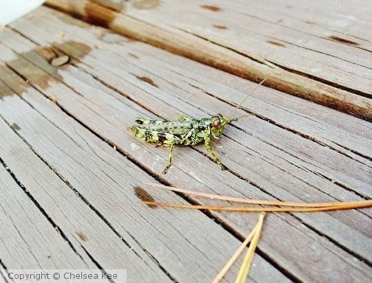 Grasshopper