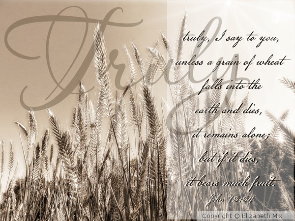 Grain of wheat