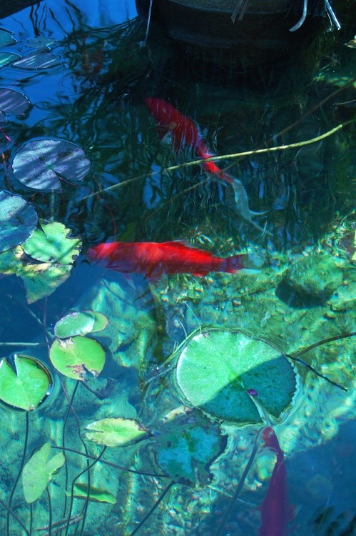 KOI