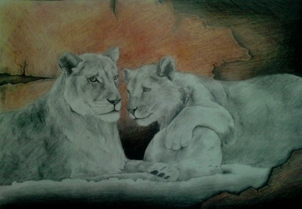 lions