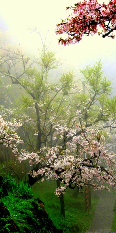 Pink Dogwood