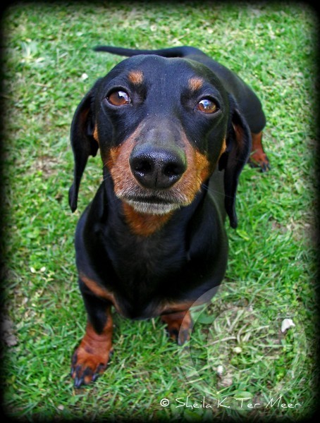 He's a Real Weiner