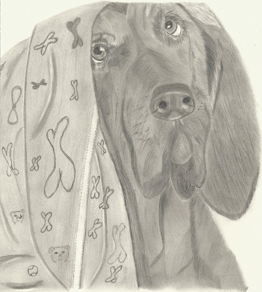 Bloodhound