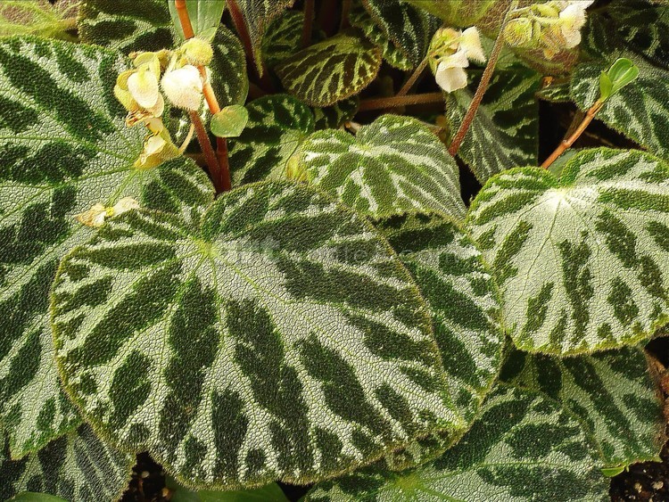 green painted leaves