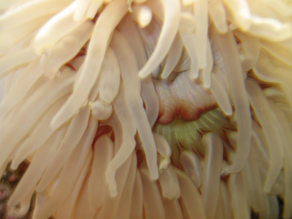 Underwater Beauty