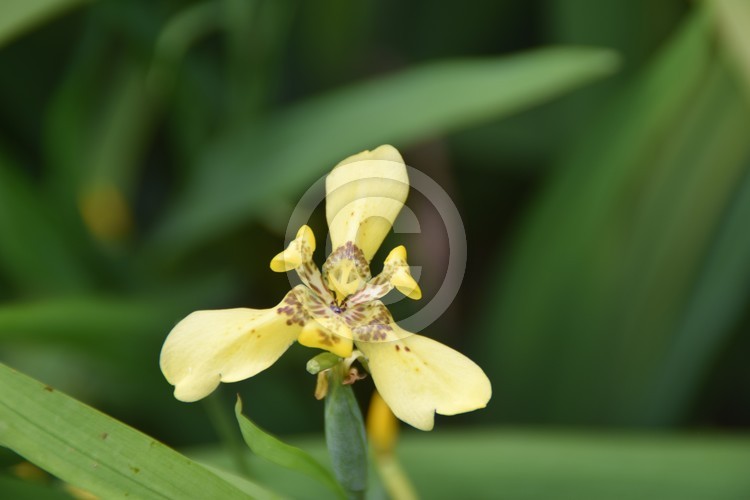 Malaysian Flowers