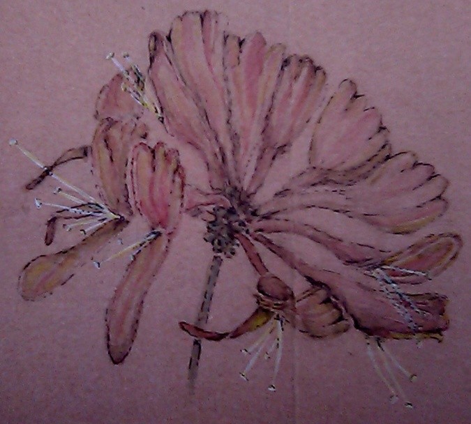 Uruguayan Firecracker Watercolor
