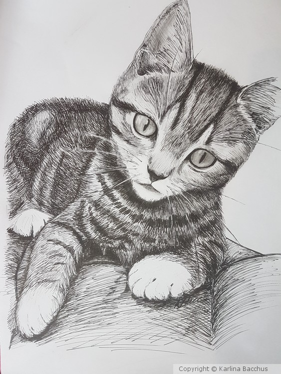 Cat Portrait