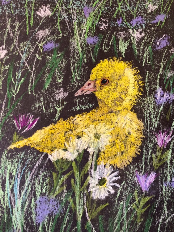 Spring duckling