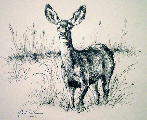 Doe in the grass