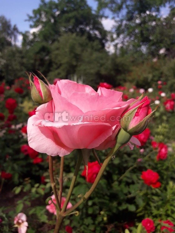 Beautiful roses