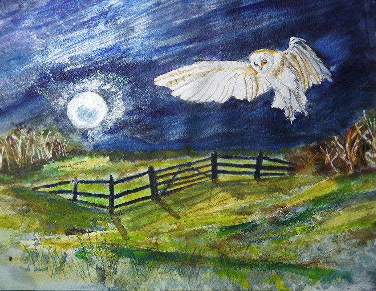 Barn owl 2
